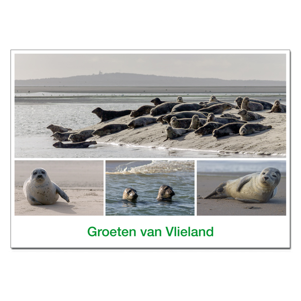 Ansichtkaart A6 Vlieland Zeehonden Compilatie 