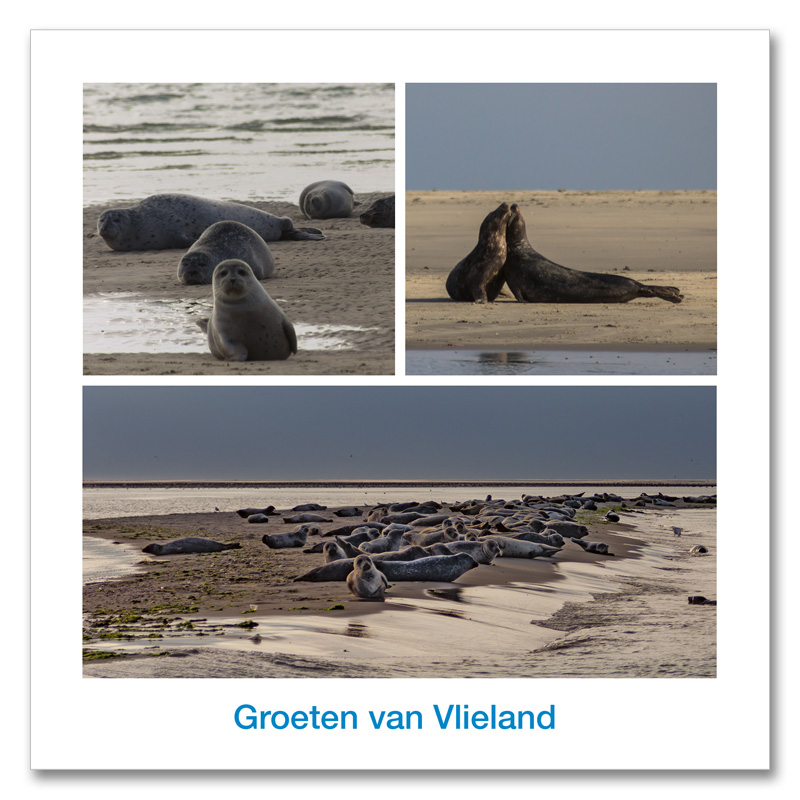 Ansichtkaart 15x15 Zeehonden Compilatie Vlieland