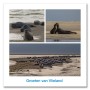 Ansichtkaart 15x15 Zeehonden Compilatie Vlieland